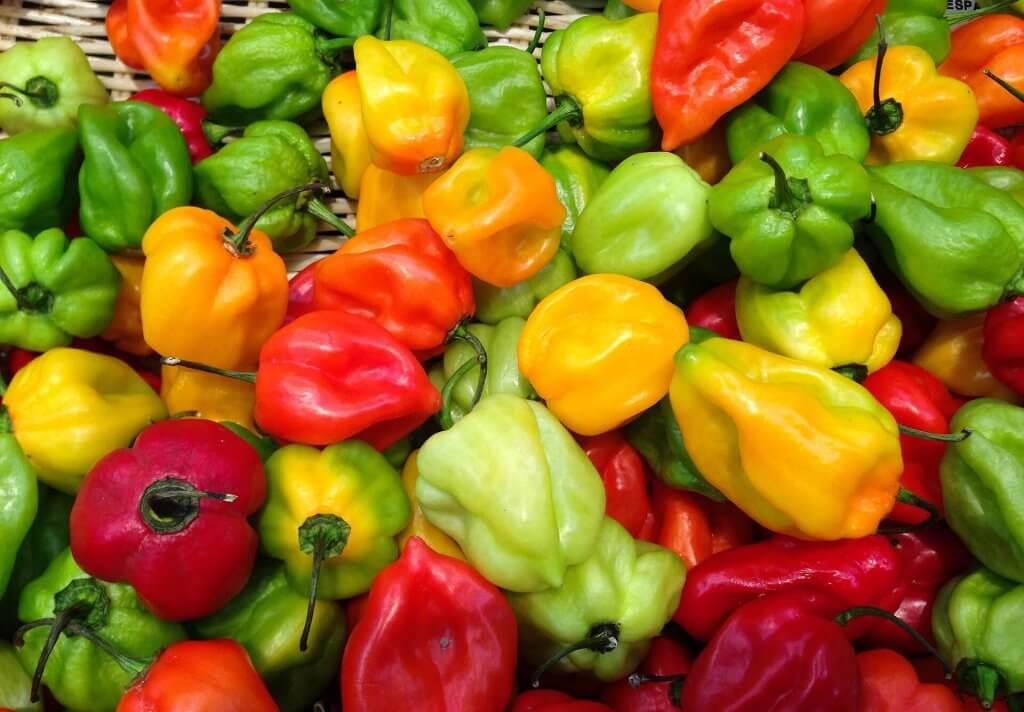 Nezrele chili papričice