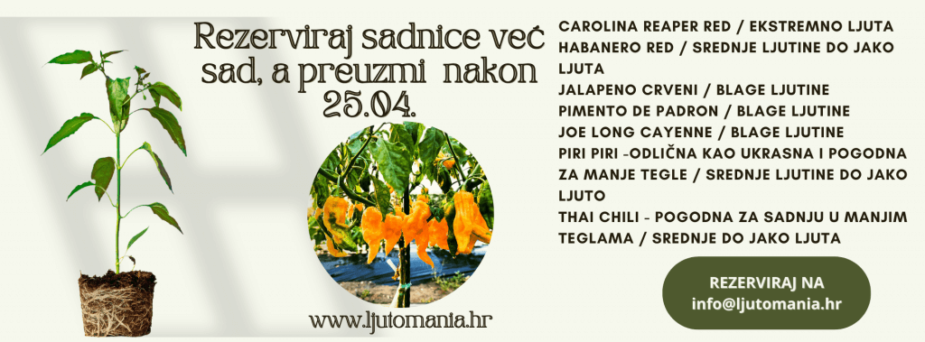 Presadnice chili papričica